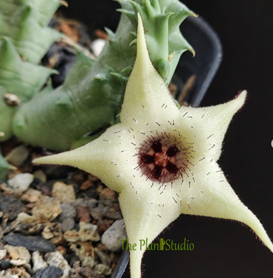 xHuerorbea 'Pranburi Hypo'