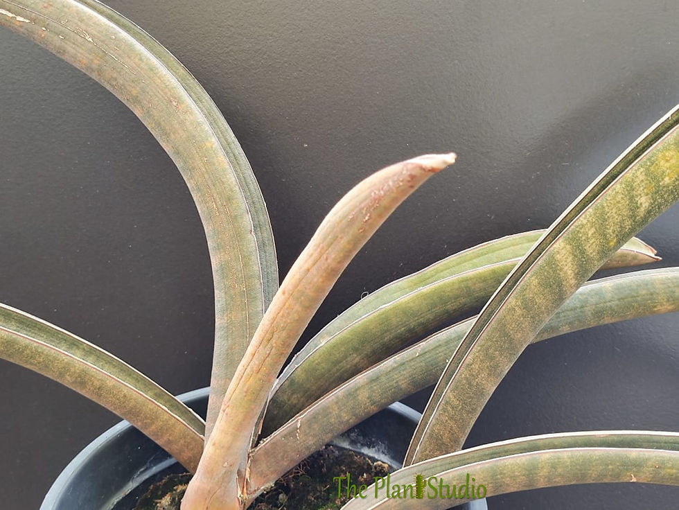 Thumbnail: 3 x Sansevieria hallii 'Pink Bat' (specimen size)