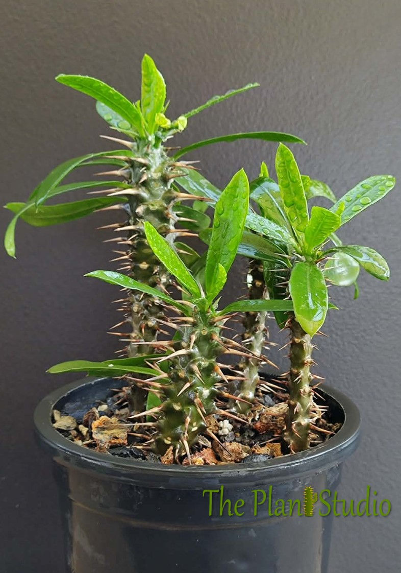 4 x Euphorbia analavelonensis (rare in collections)