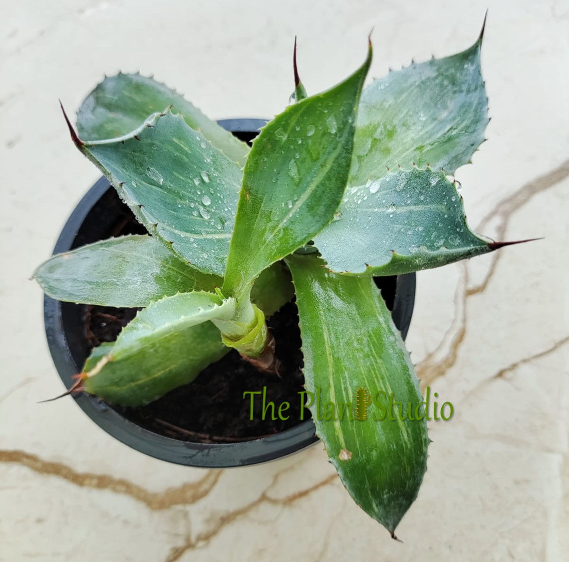 2 x Agave potatorum striata