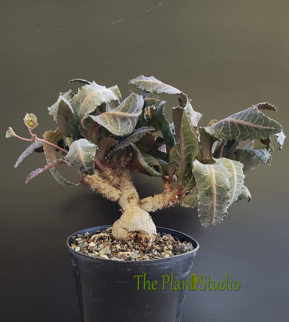 Thumbnail: Euphorbia francoisii (seed grown with good caudex) - big plant