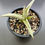 Thumbnail: Sansevieria hybrid 'hybrid Akila x boncel' (specimen pic for reference only)