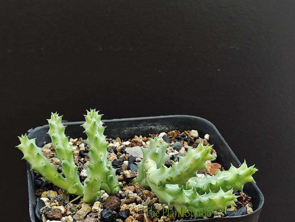 Thumbnail: Stapelianthus madagascariensis x Piaranthus foetidus