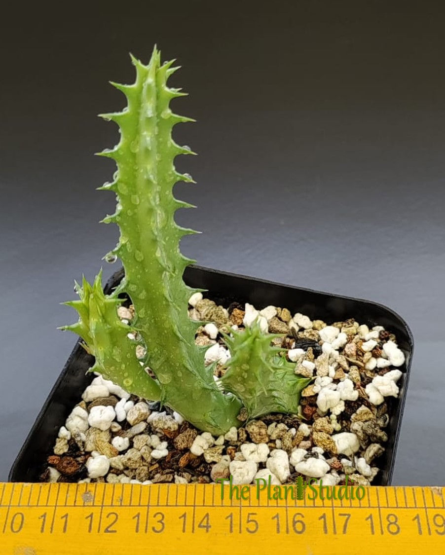 Thumbnail: Huernia  hybrid 'Deltacron'