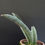 Thumbnail: Sansevieria hybrid 'Silver Bat' (full pot)