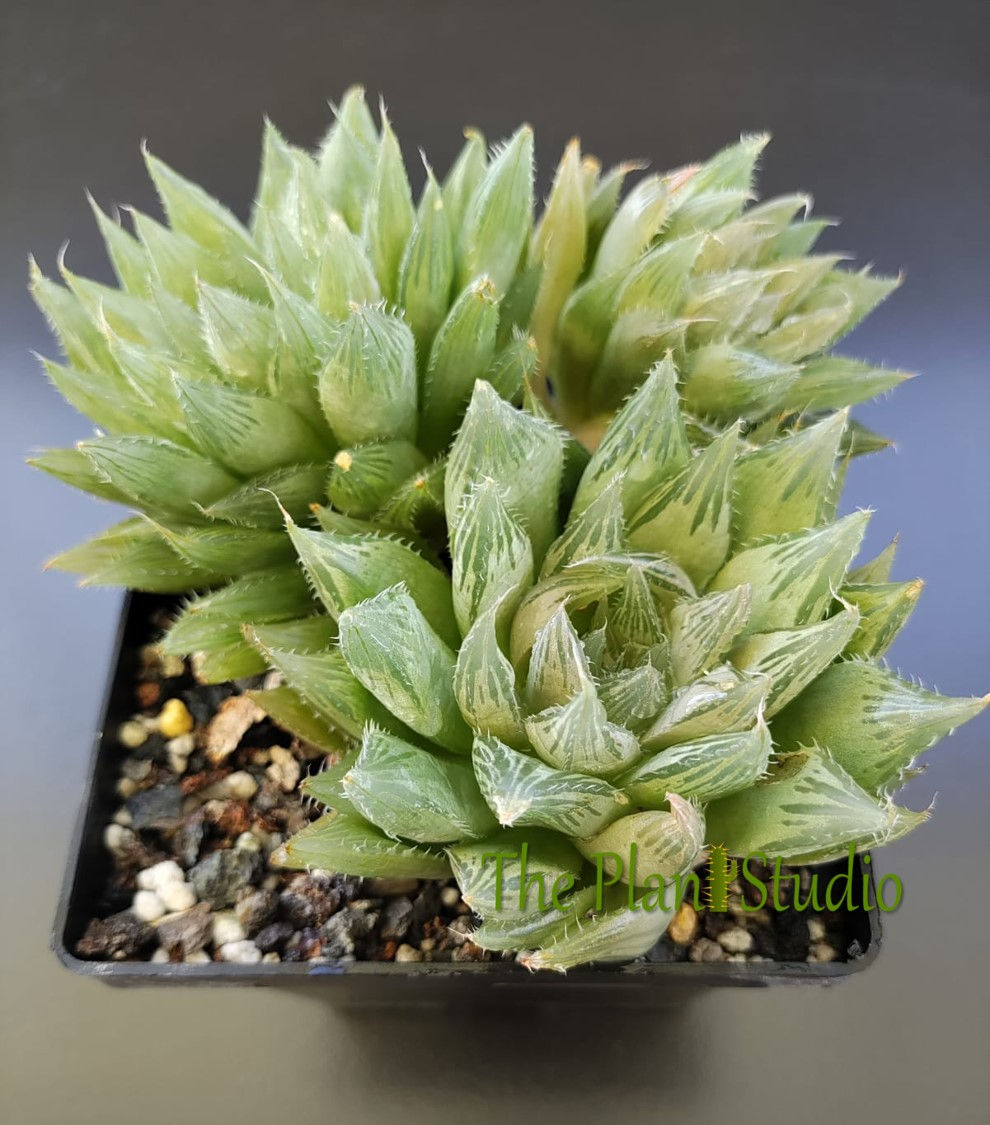 3 x Haworthia cooperi var cooperi