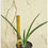 Thumbnail: Sansevieria hybrid 'Silver Surfer' (1.5+ feet in height)