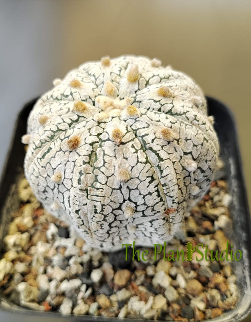 Astrophytum asteria 'Super Kabuto Snow'
