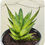 Thumbnail: Sansevieria hybrid 'Asancaya'