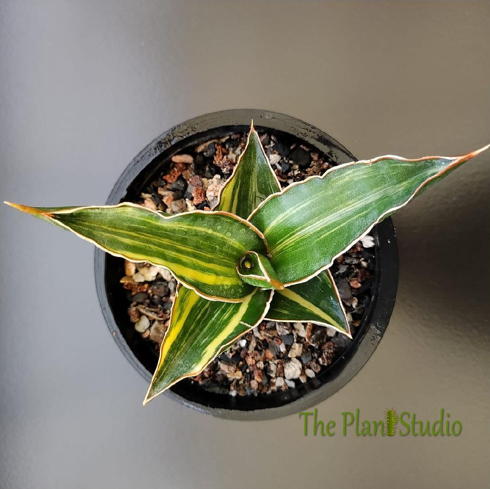Thumbnail: Sansevieria powellii variegated