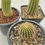 Thumbnail: Trichocereus set of 3 hybrids