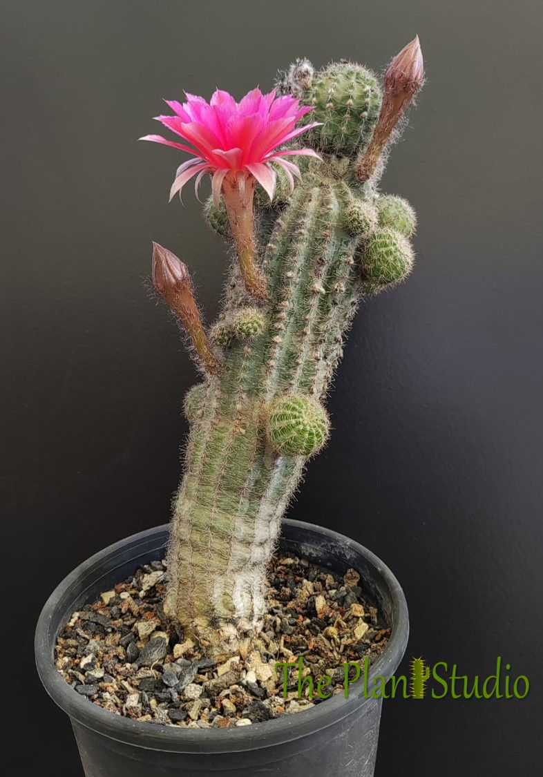 Echinopsis hybrid 'Sparkles' (about1 feet tall, mother plant with 5 offsets)