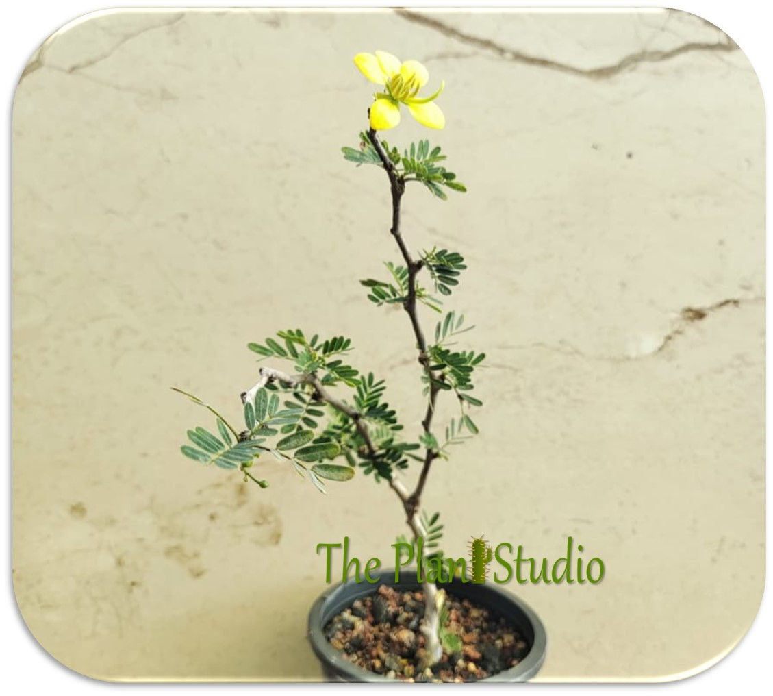 Senna meridionalis (flowering cutting plant)