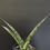 Thumbnail: Sansevieria hybrid 'koko x volkensii'