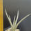 Thumbnail: Sansevieria hybrid 'Laela'
