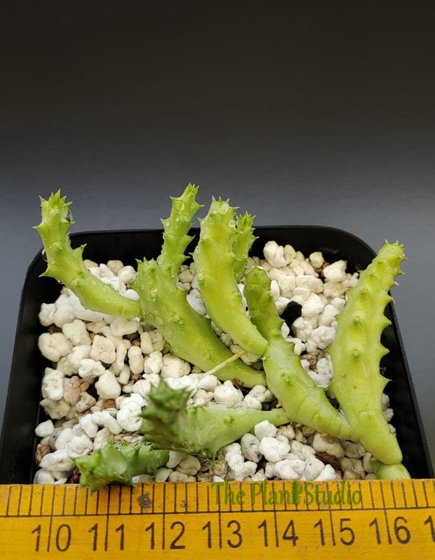 Thumbnail: xHeurorbea 'Gecko Tail'