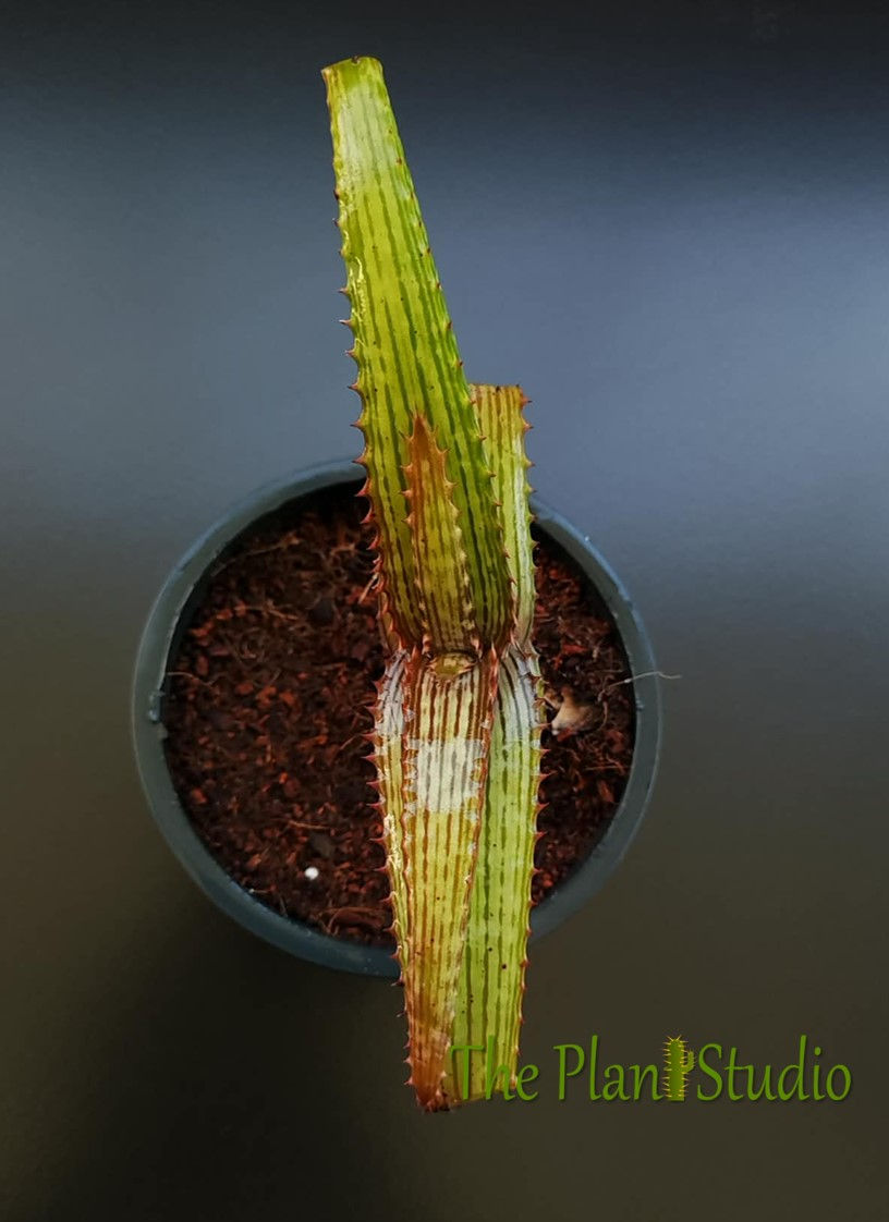 Thumbnail: Aloe branddraaiensis