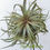 Thumbnail: Dyckia hybrid (seed grown) 7+ offsets; big clump