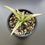Thumbnail: Sansevieria hybrid 'hybrid Akila x boncel' (specimen pic for reference only)