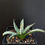 Thumbnail: Agave utahensis v Kaibabensis, seed grown at ThePlantStudio