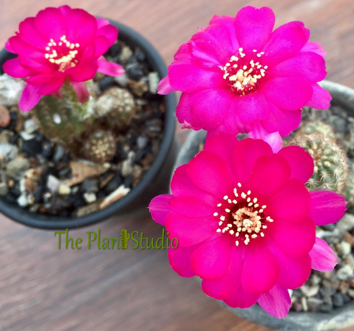 Chamaecereus hybrid 'Kleinblut's Violet' clump