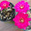 Thumbnail: Chamaecereus hybrid 'Kleinblut's Violet' clump