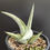 Thumbnail: Sansevieria hybrid 'hybrid Akila x boncel' (specimen pic for reference only)