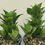 Thumbnail: 5 x Sansevieria hybrid 'Mahanakorn'