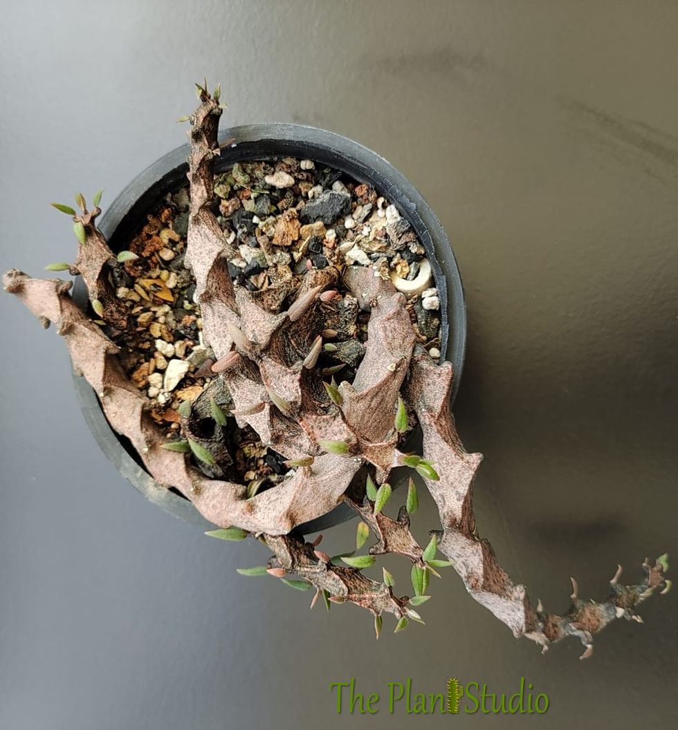Thumbnail: Ceropegia bosseri 'Black Dragon' full pot