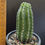 Thumbnail: Trichocereus hybrid 'Super Apricot'