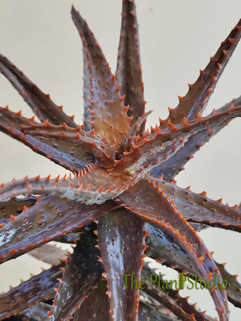 Thumbnail: Aloe hybrid 'Black Devil' (seed grown at ThePlantStudio)