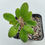 Thumbnail: Euphorbia razafindratsirae