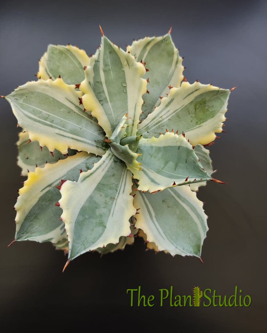 Thumbnail: Agave isthmensis 'Kabutogani' marginata (specimen size)