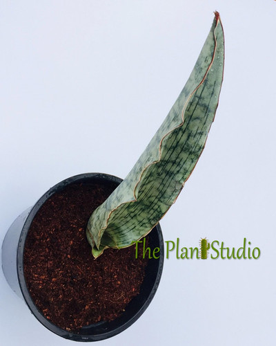 Sansevieria bhitalae  