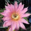 Thumbnail: 4 x Echinopsis hybrid 'TUPAC' (flowering size)