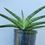 Thumbnail: Sansevieria suffruticosa (minor variegation)