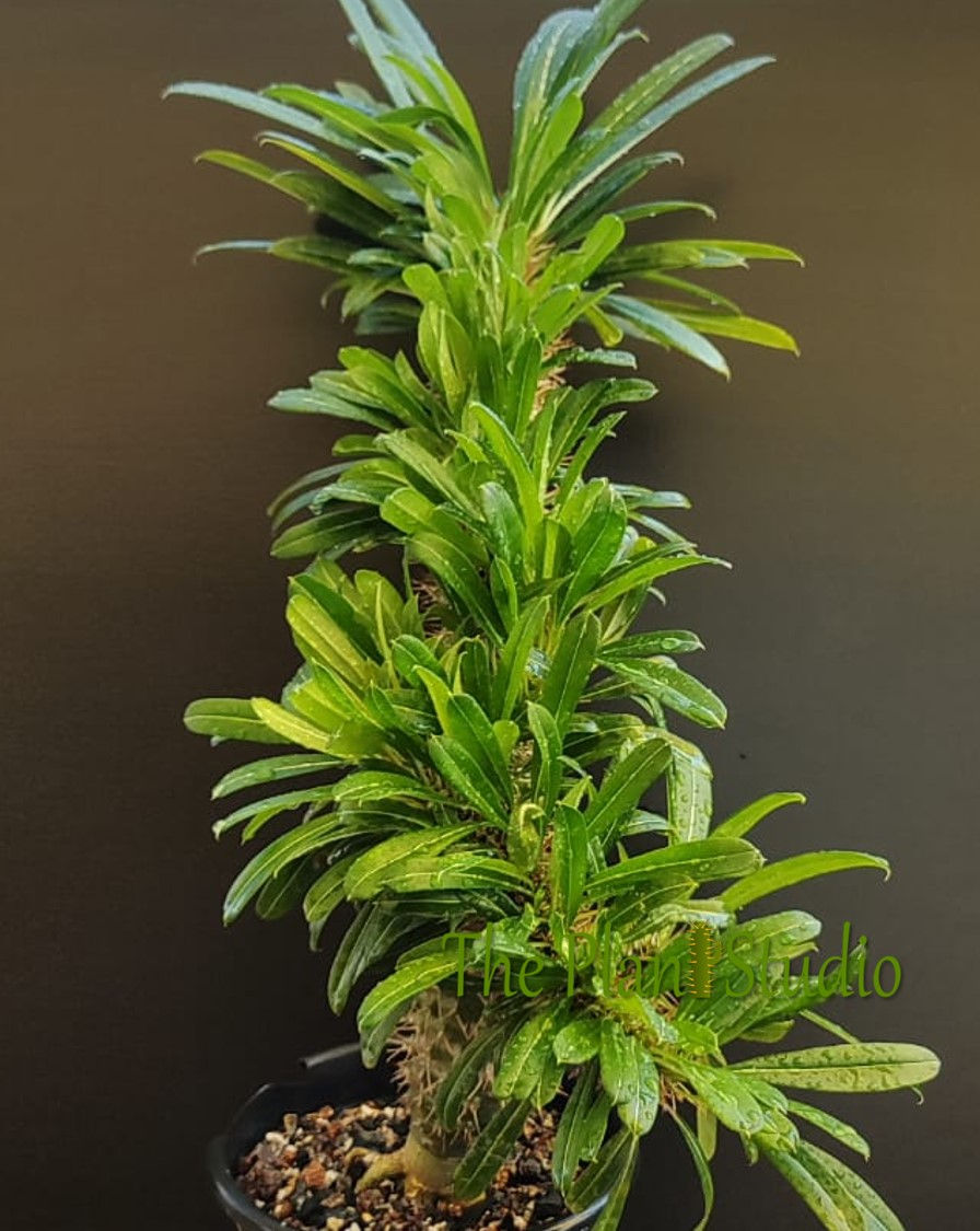 Thumbnail: Pachypodium lamerii crest (1+ feet across)