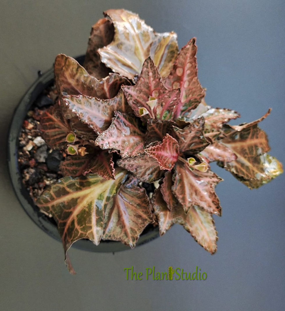 Thumbnail: Euphorbia francoisii 'Trident' double stem