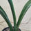 Thumbnail: Sansevieria sinus-simiorum R979 specimen size (1+ feet tall)