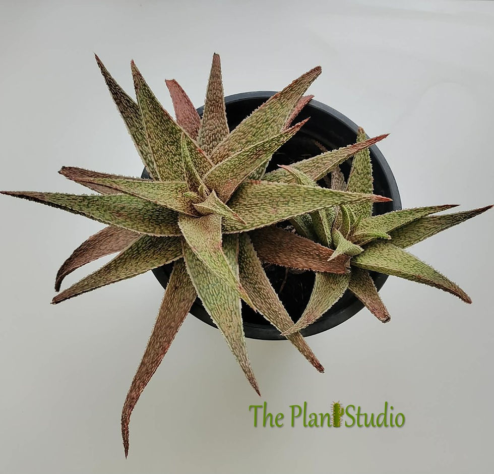 Thumbnail: 2 x Aloe hybrid - 1 feet across (seed grown at ThePlantStudio)