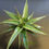 Thumbnail: Sansevieria lavranos 23251 variegated (big plant)