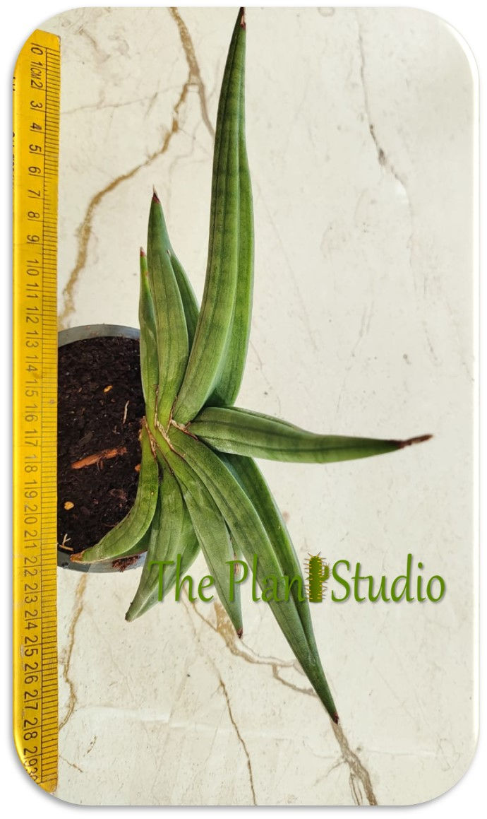 Thumbnail: Sansevieria patens 'Ed Eby'.