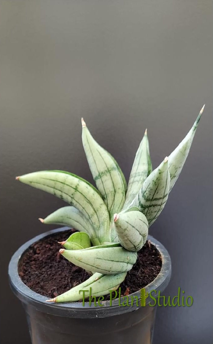 Thumbnail: Sansevieria hybrid 'MeeDee'