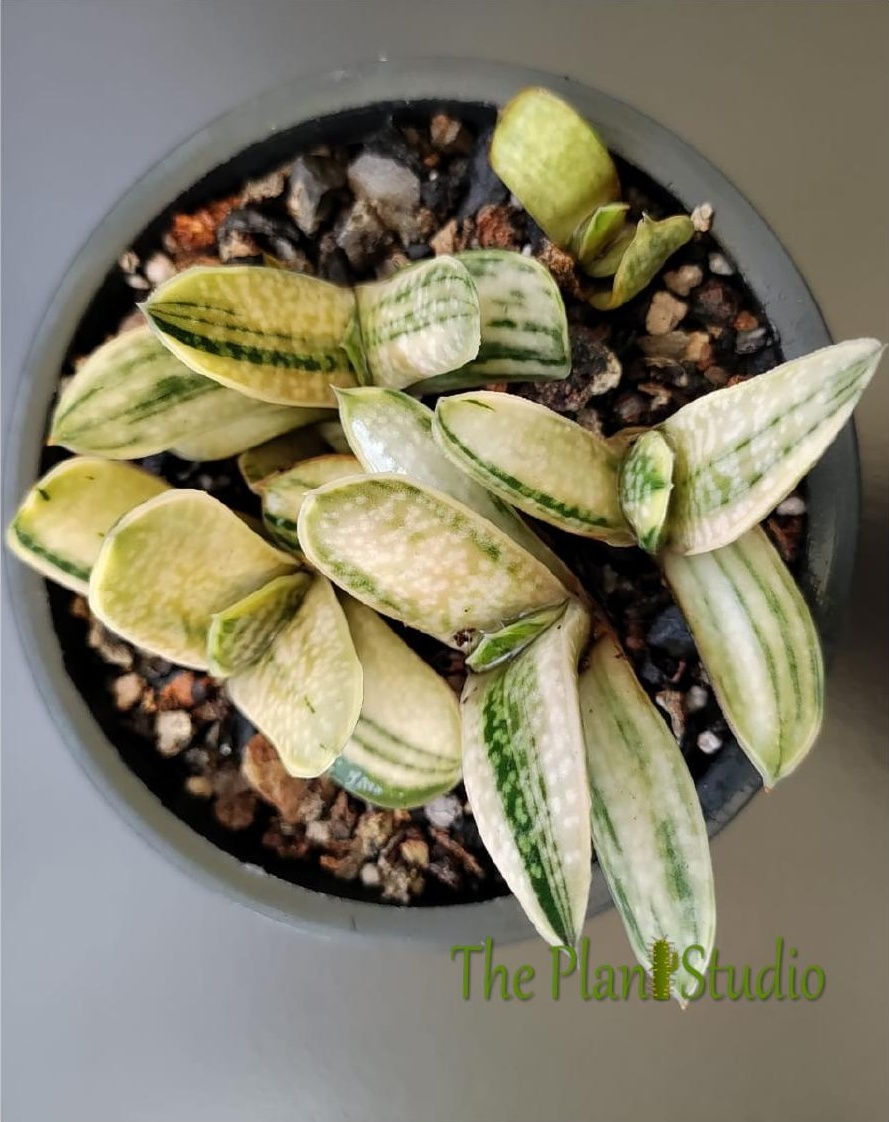 Thumbnail: 4 x Gasteria x bicolor `Araiso-no-Matsu`