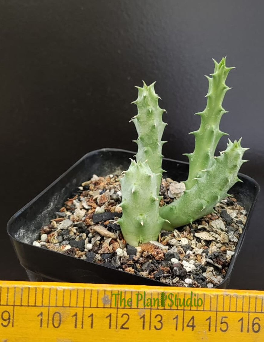 Thumbnail: xHuerorbea 'Pranburi Hypo'
