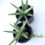 Thumbnail: 2 x Sansevieria hyb 'Silver Crown' (big size)