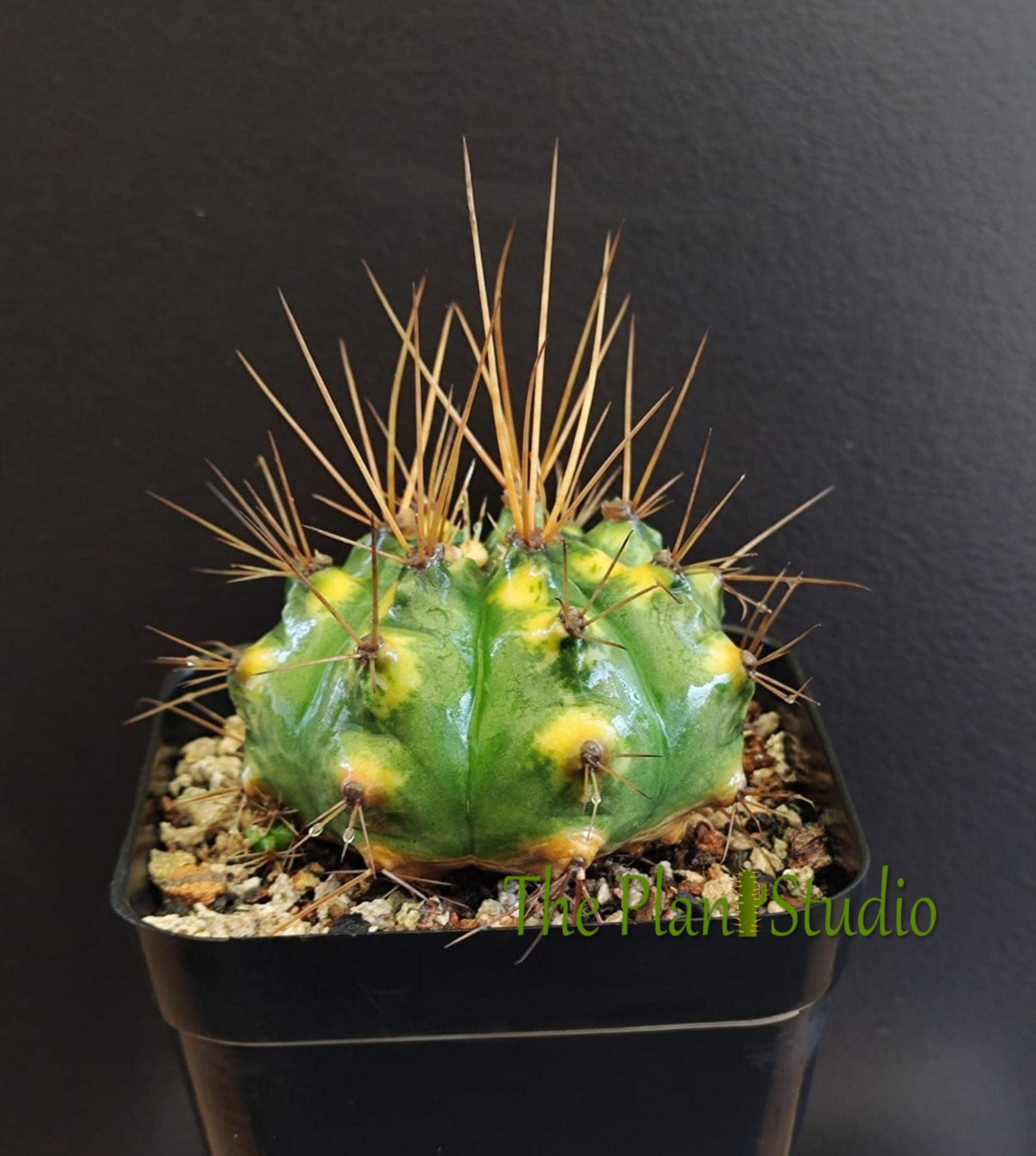 Gymnocalycium anisitsii variegated
