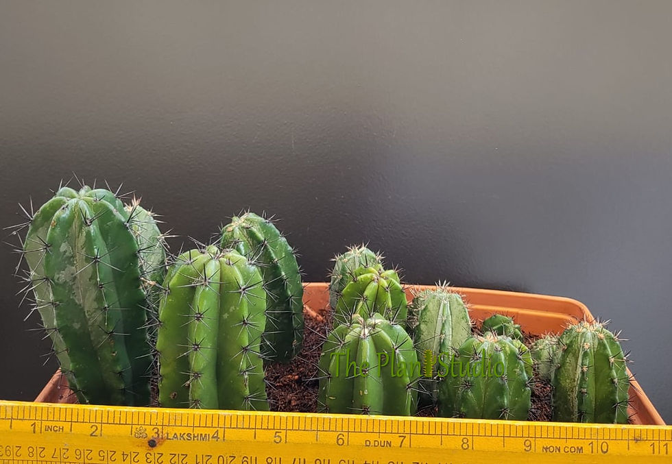 Thumbnail: 8 Stenocereus griseus + 6 Polaskia chichipe