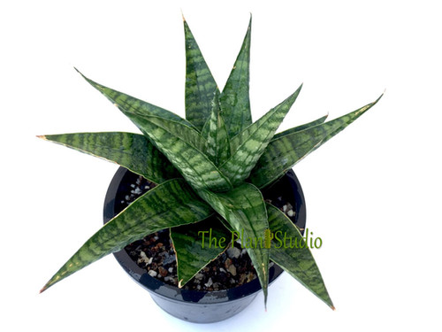 サンスベリア Sansevieria Manny Pacquiao​ v Sansevieria Manny