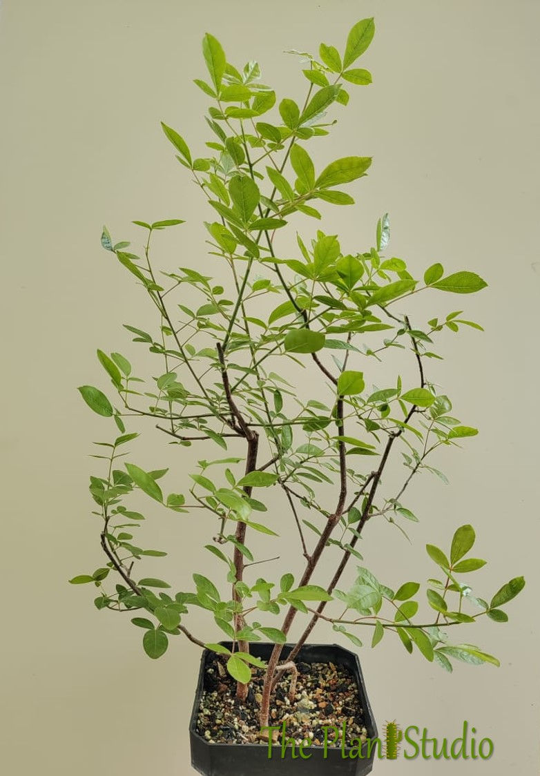 Thumbnail: 4 x Commiphora mollis